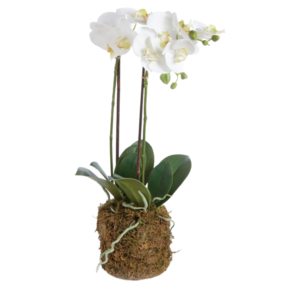 23" (2 Stem) White Orchid Drop-in