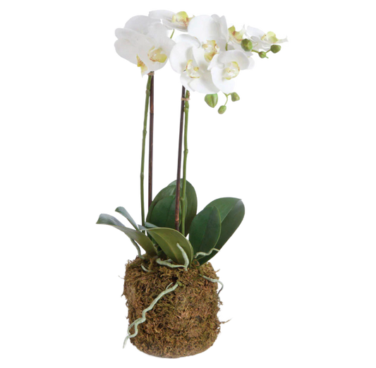 23" (2 Stem) White Orchid Drop-in