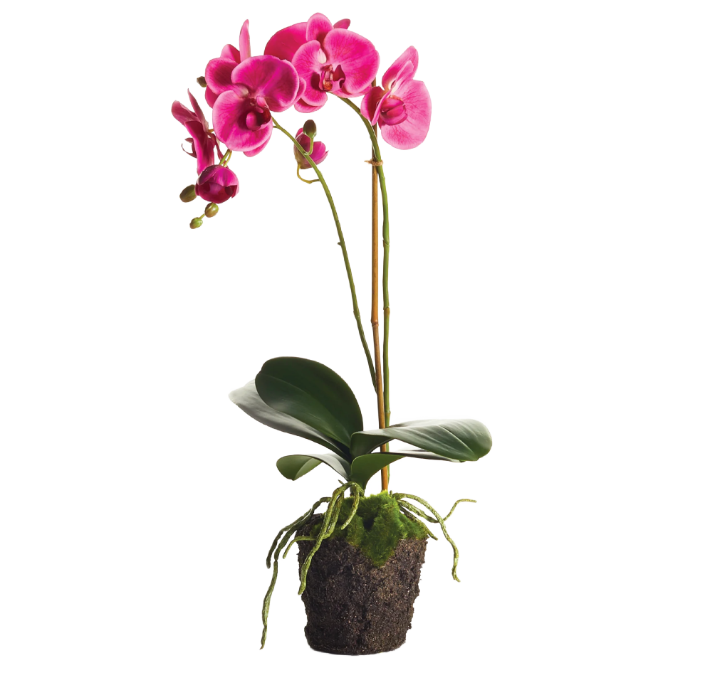 Phalaenopsis Orchid